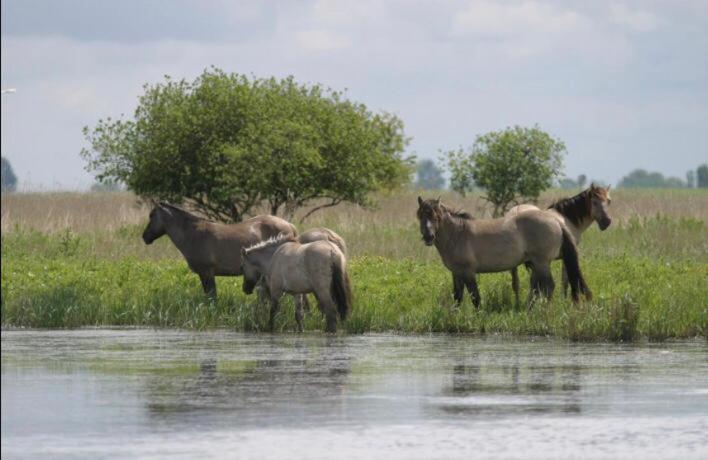 Lauwersmeer 120 Лауэрсог Экстерьер фото
